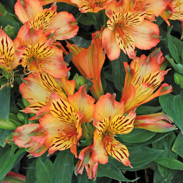 Alstroemeria Inticancha Collection