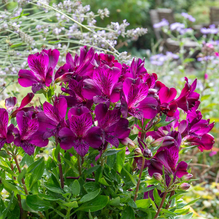 Alstroemeria Inticancha Collection