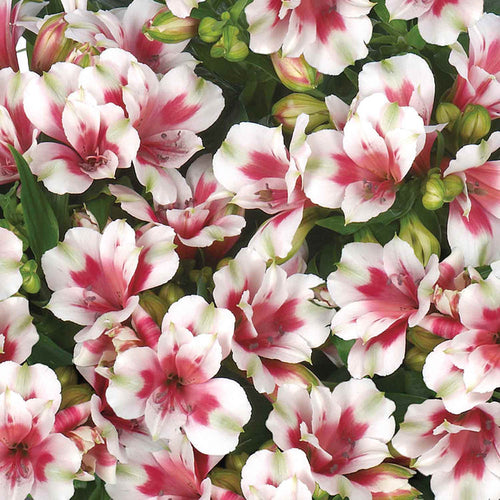 Alstroemeria Plant 'Maya' - 3 x Garden Ready Plants