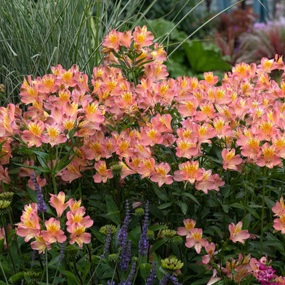 Alstroemeria 'Summer Rose'