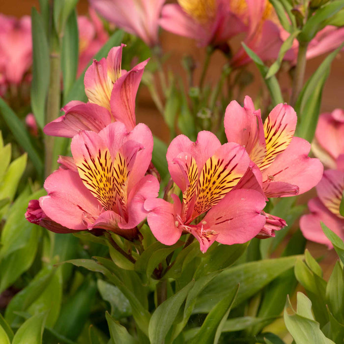 Alstroemeria 'Summer Rose'