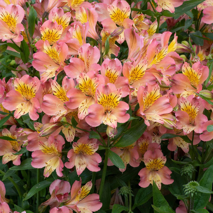 Alstroemeria 'Summer Rose'