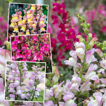 Collage of snapdragon flowers in various colors with a blurred floral background.