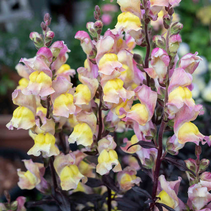 Close-up of pink and yellow flowers with a blurred background