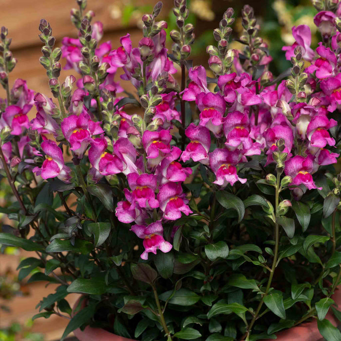 Close-up of pink flowers with green leaves against a blurred natural background