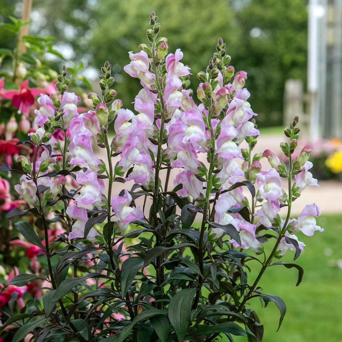 A garden plant with purple-black foliage and spikes of soft pink and white flowers.