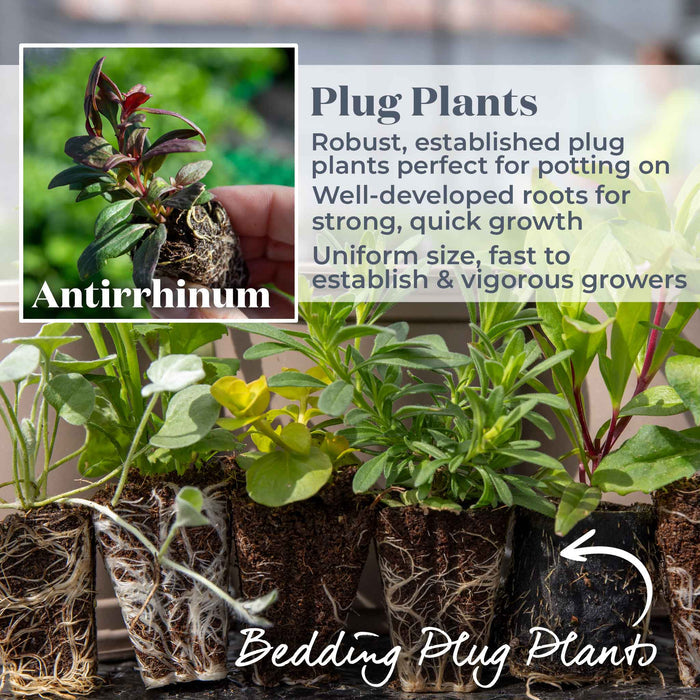 Antirrhinum Collection