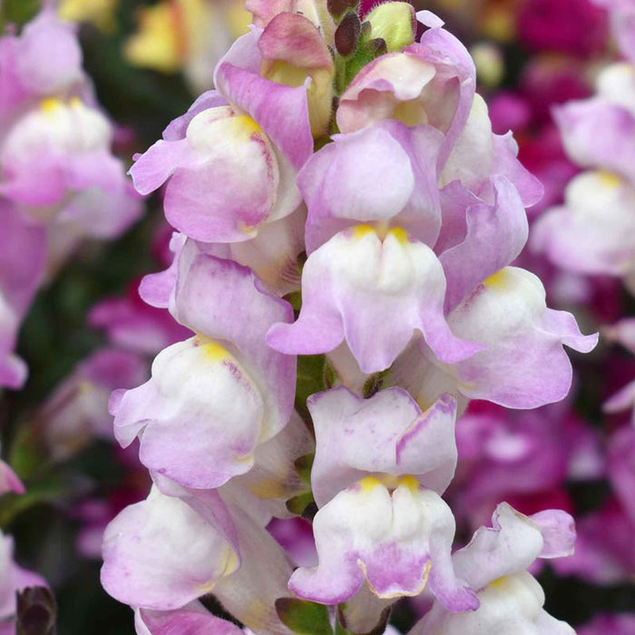 Antirrhinum Collection
