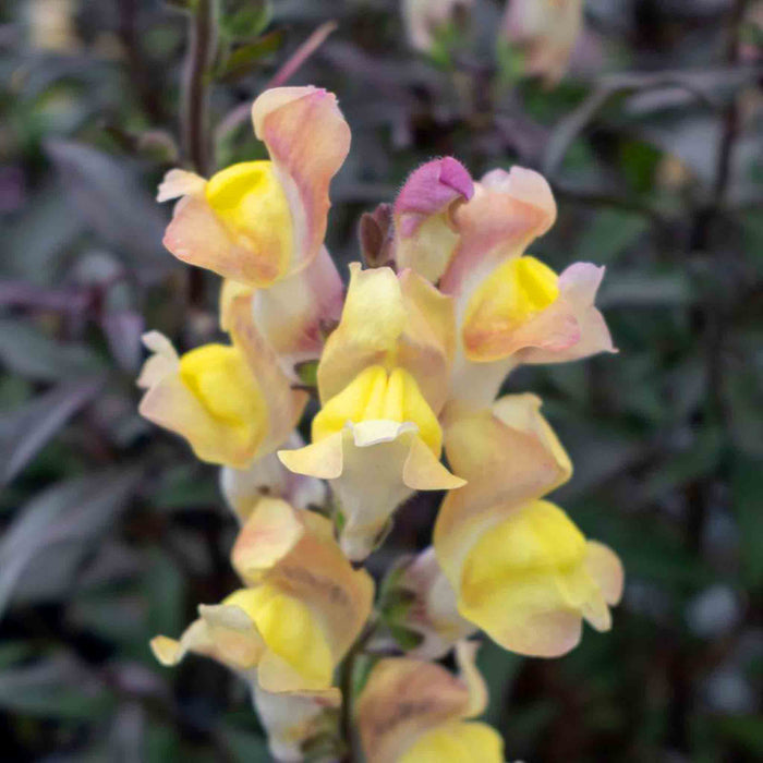 Antirrhinum Collection