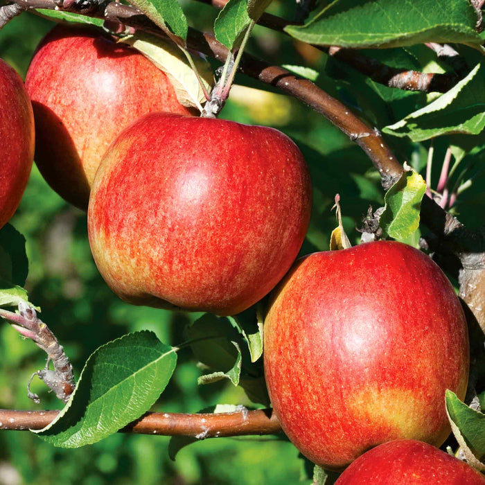 Apple 'Braeburn'
