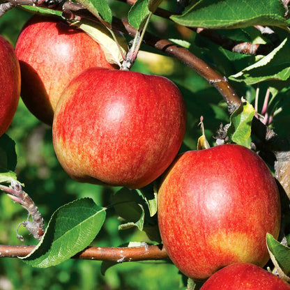 Apple 'Braeburn'