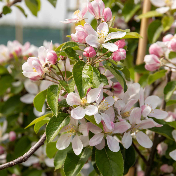Apple 'Braeburn'