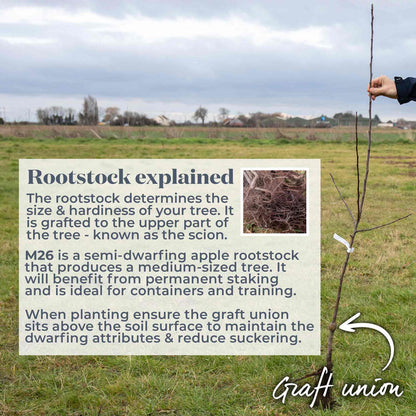 Bare root tree in a field with text explaining M26 rootstock and graft union.