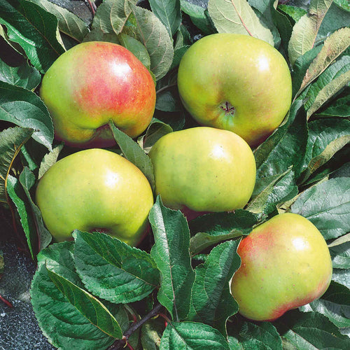 A group of Bramley apples with red and green hues laid on a bed of leaves.