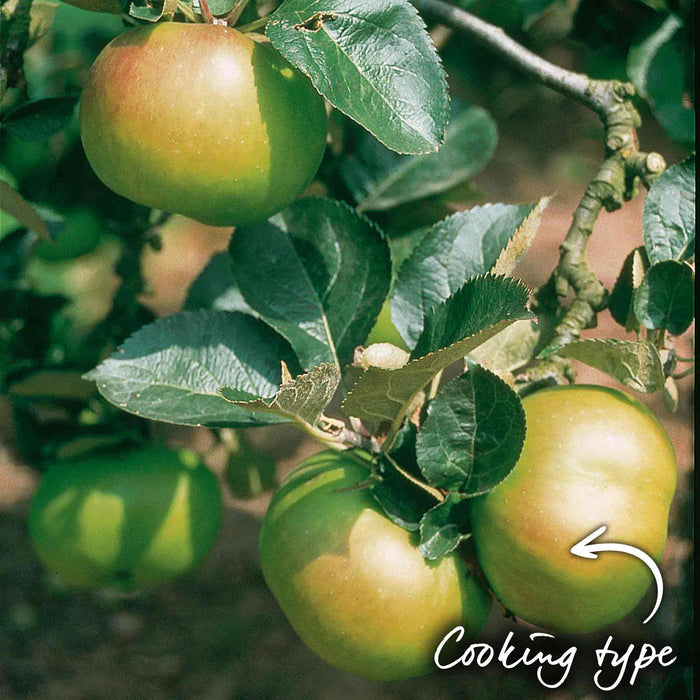 Bramley apples growing on a tree branch labeled 'Cooking type' to show its culinary use.