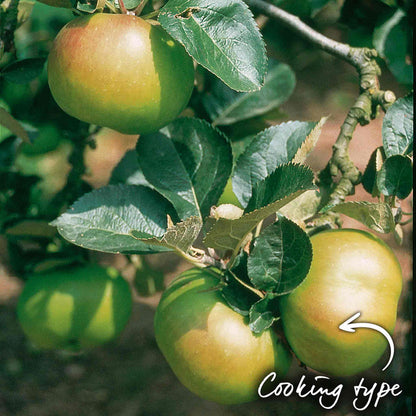 Bramley apples growing on a tree branch labeled 'Cooking type' to show its culinary use.