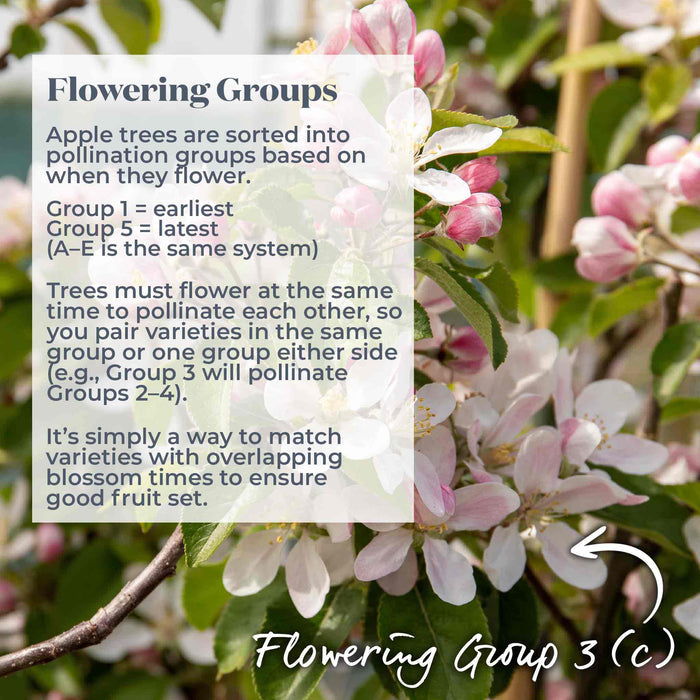 Flowering apple tree covered inn pink blossom with text explaining flowering groups and pollination timing.