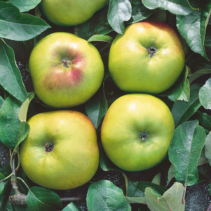 Apple 'Bramley'