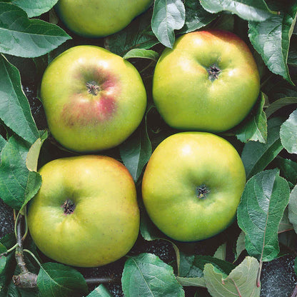 Apple 'Bramley'