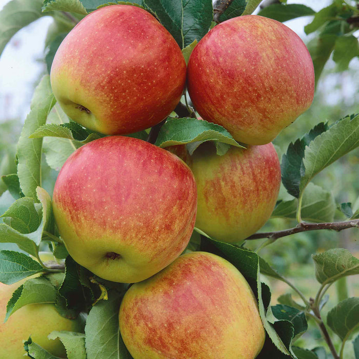Apple 'Jonagold'