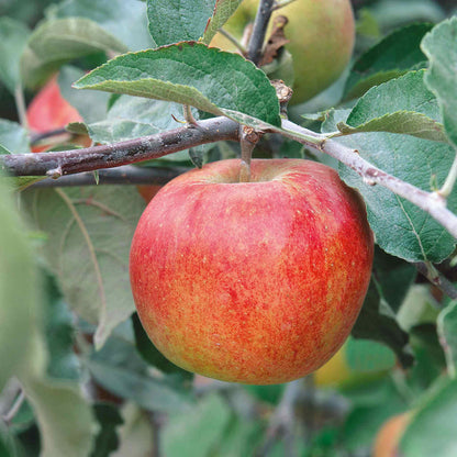 Apple 'Jonagold'
