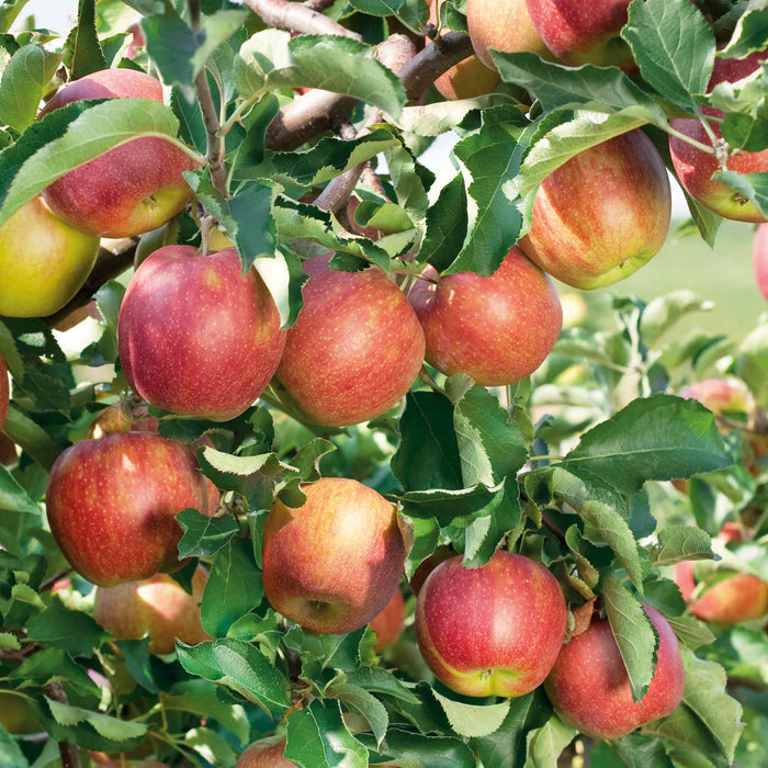 Apple 'Jonagold'