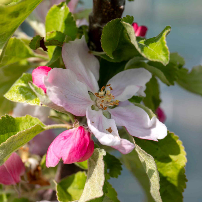 Apple 'Jonagold'