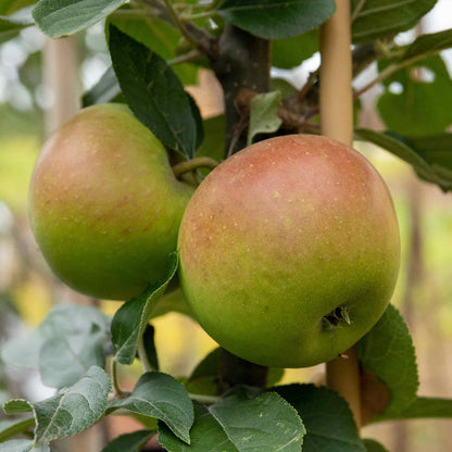 Apple 'Jonagold'