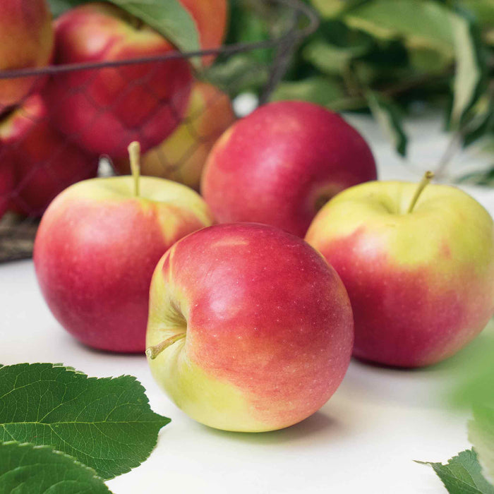 Apple 'Jonagold'
