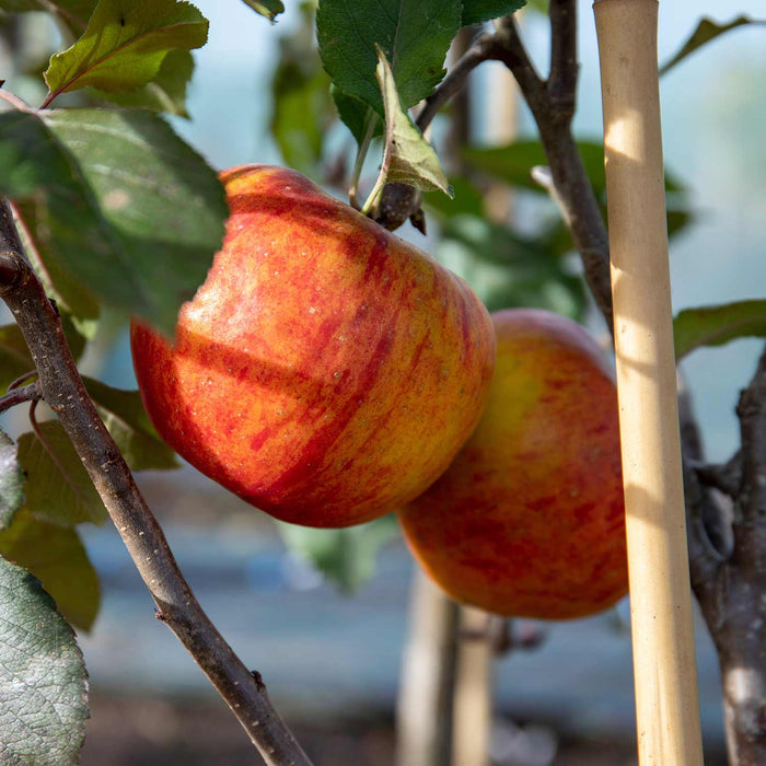 Apple 'Pixie'