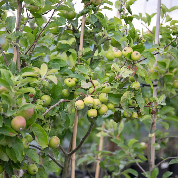 Apple 'Pixie'