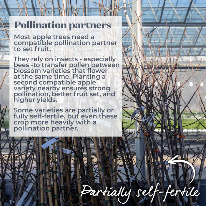 Text overlay explaining pollination partners of apple trees on a background of partially self-fertile bare root trees with a greenhouse in the background.