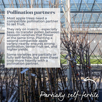 Text overlay explaining pollination partners of apple trees on a background of partially self-fertile bare root trees with a greenhouse in the background.