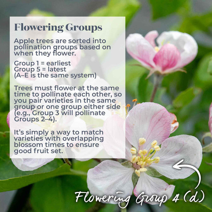 Pink and white apple tree flowers with text explaining flowering groups and a label to show that this variety belongs to flowering group 4.