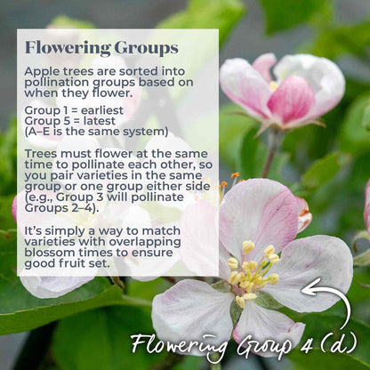 Pink and white apple tree flowers with text explaining flowering groups and a label to show that this variety belongs to flowering group 4.