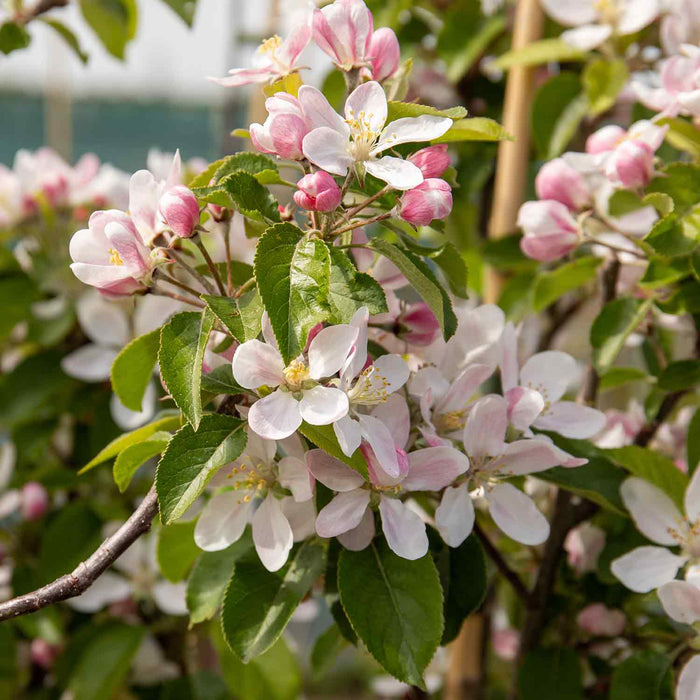 Apple 'Pixie'