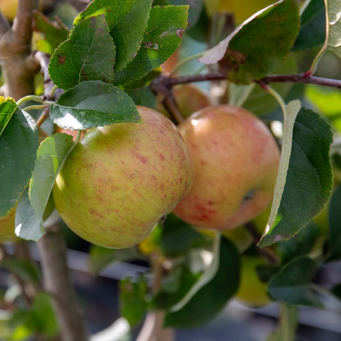 Apple 'Pixie'