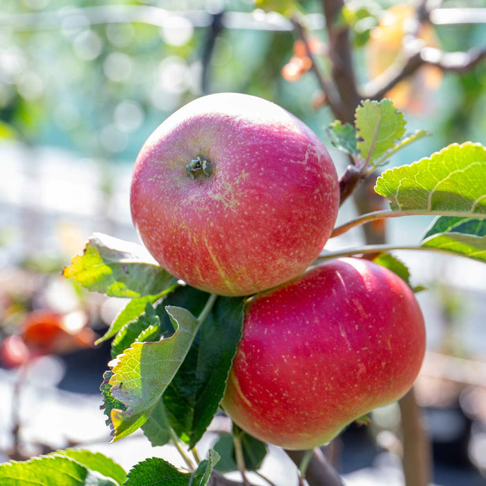 Apple 'Worcester Pearmain'