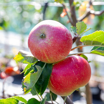Apple 'Worcester Pearmain'