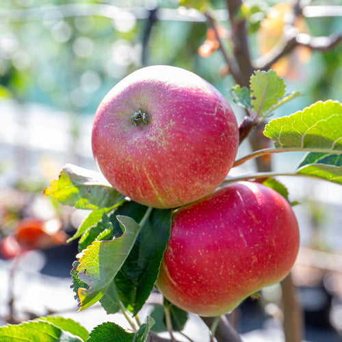 Apple 'Worcester Pearmain'