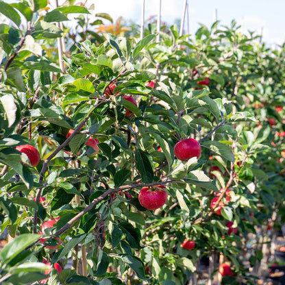 Apple 'Worcester Pearmain'