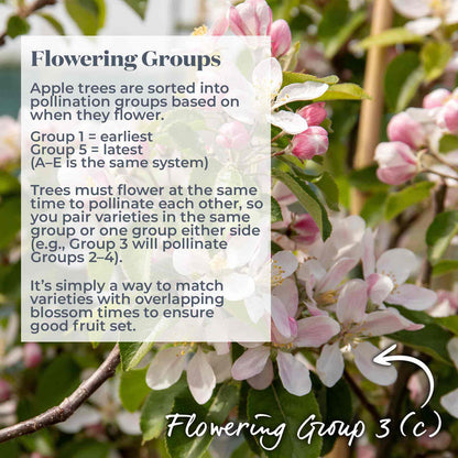Flowering apple tree covered inn pink blossom with text explaining flowering groups and pollination timing.