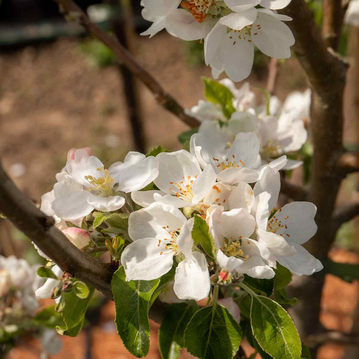 Apple 'Worcester Pearmain'