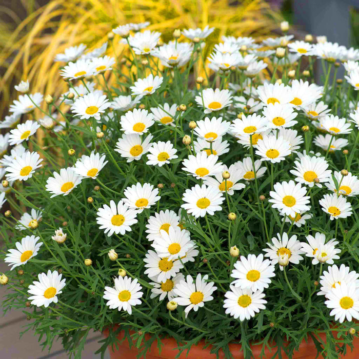Argyranthemum 'Everest'