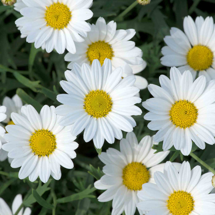 Argyranthemum 'Everest'
