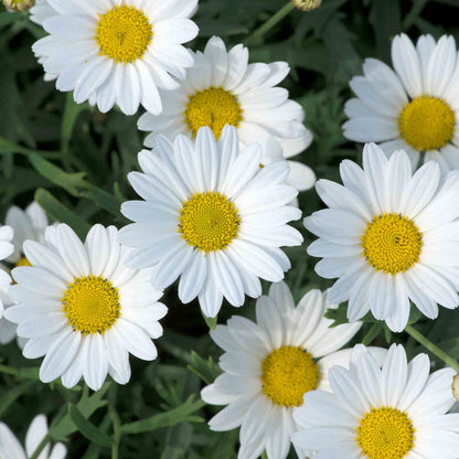 Argyranthemum 'Everest'