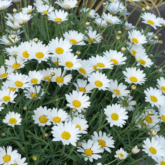 Argyranthemum 'Everest'