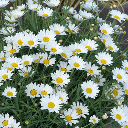 Argyranthemum 'Everest'