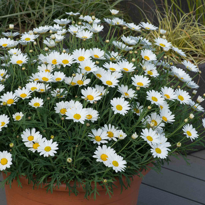 Argyranthemum 'Everest'