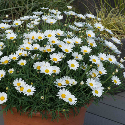 Argyranthemum 'Everest'
